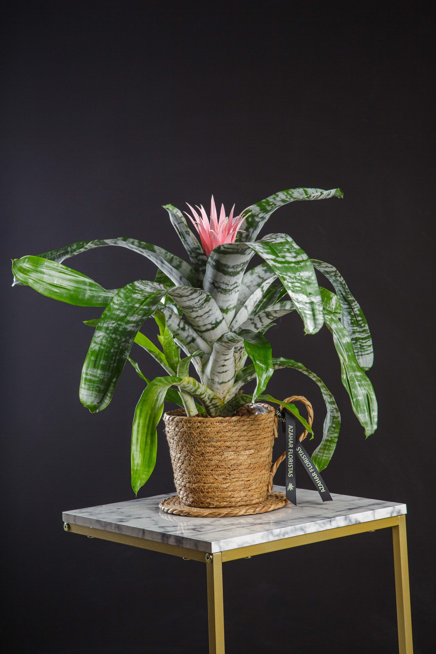 Aechmea