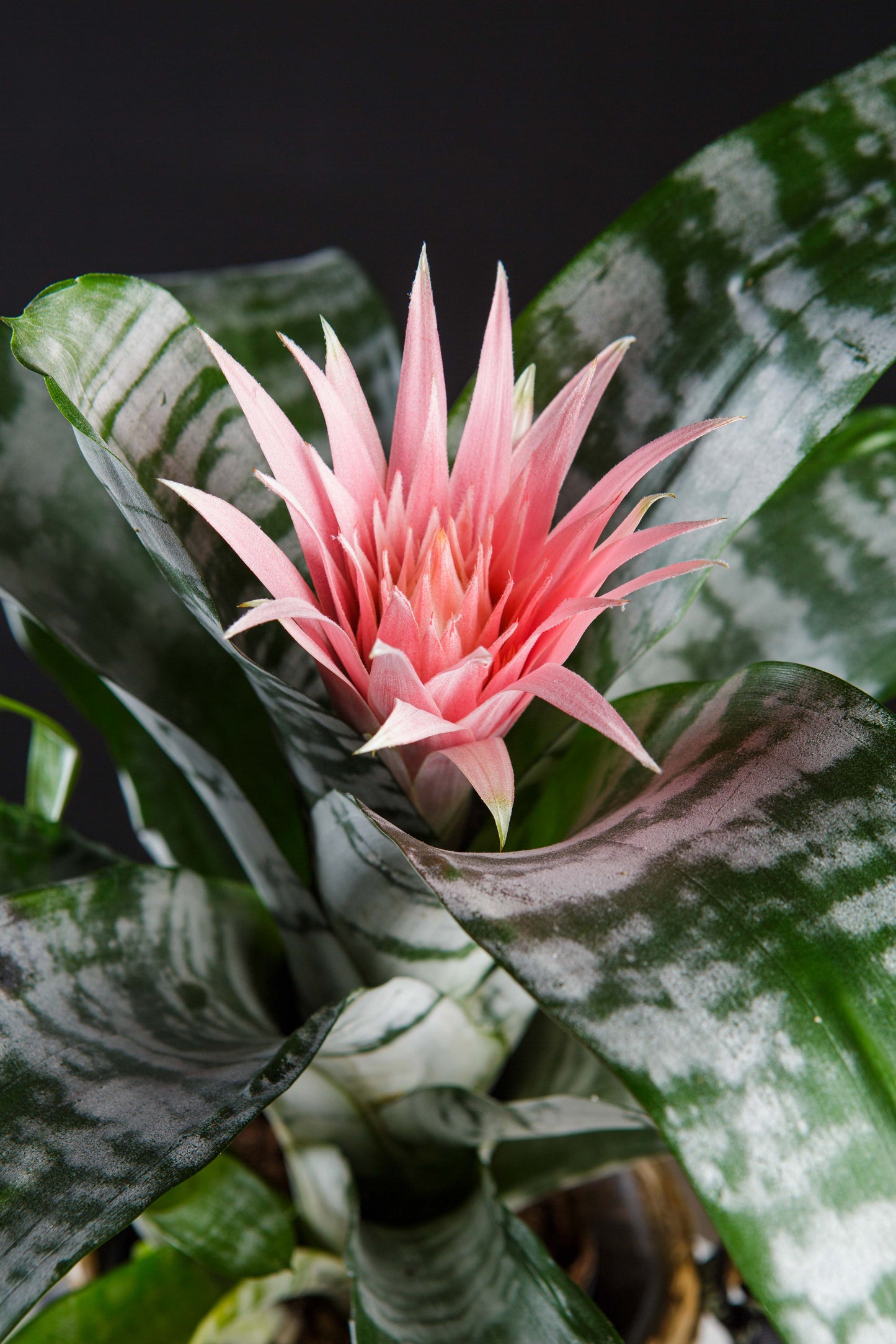 Aechmea