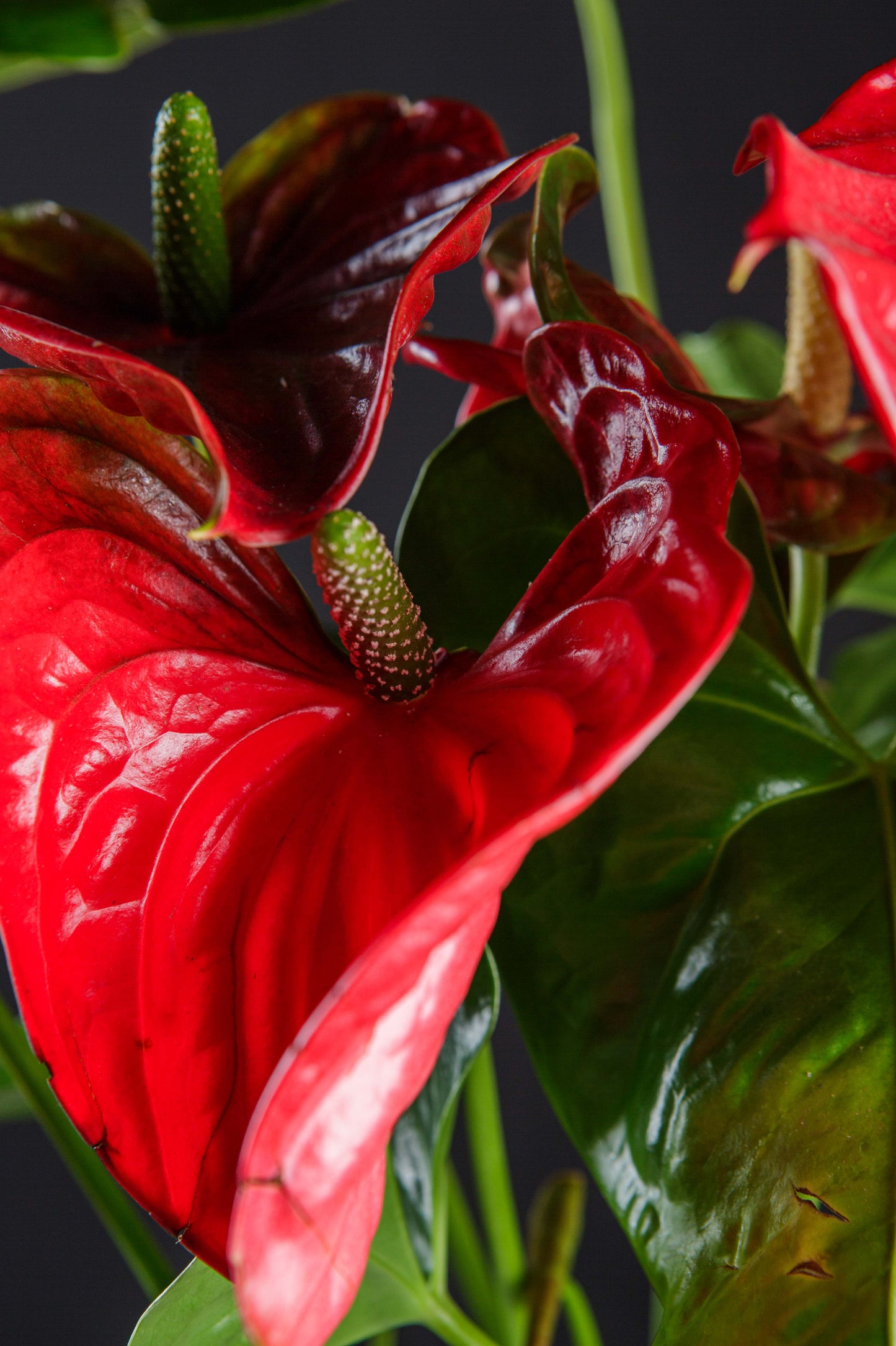 Anthurium