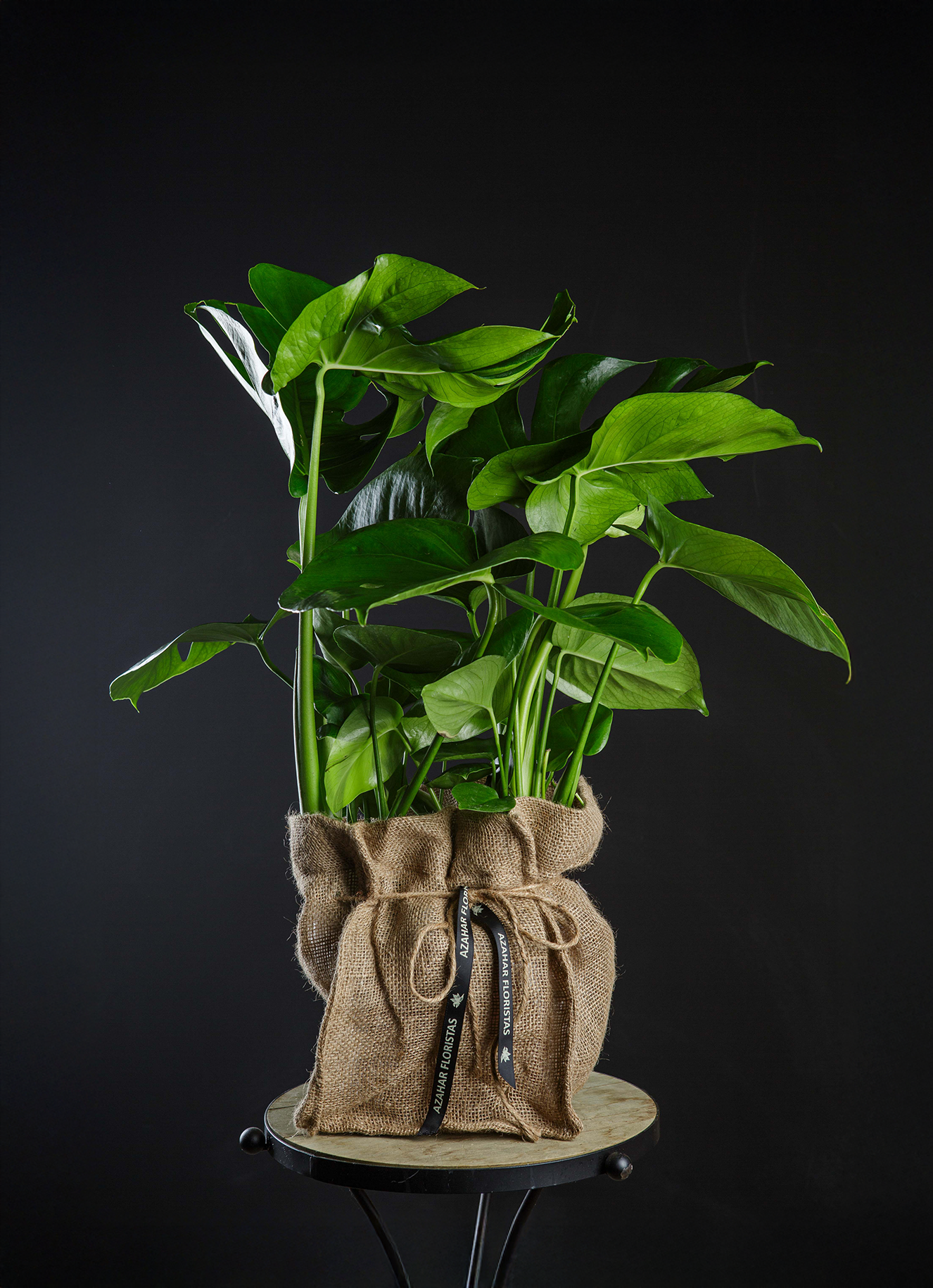 Monstera