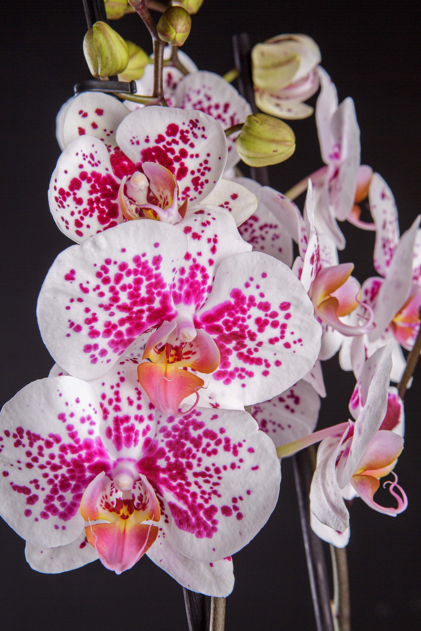 Orquídea natural