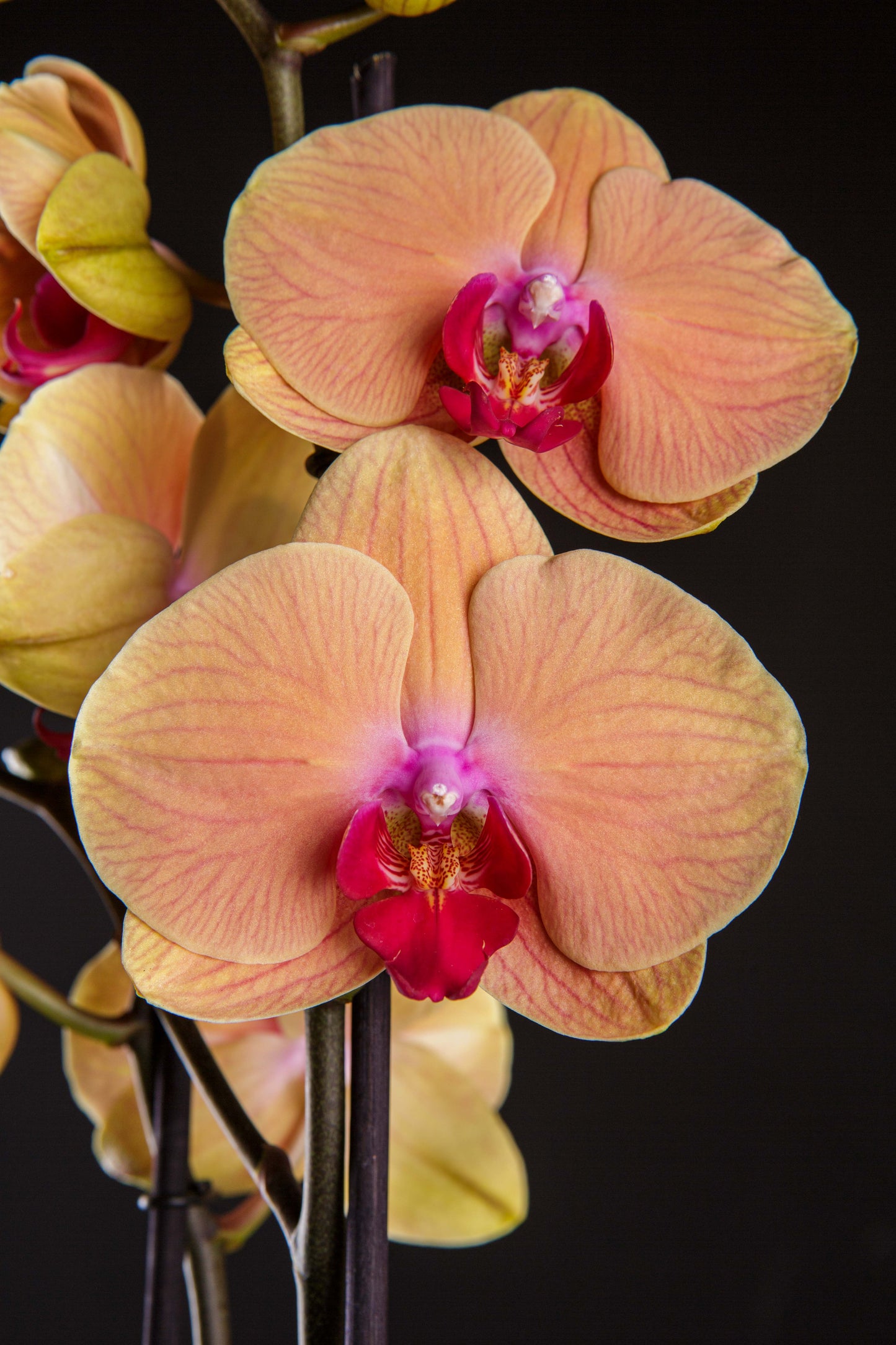 Orquídea natural