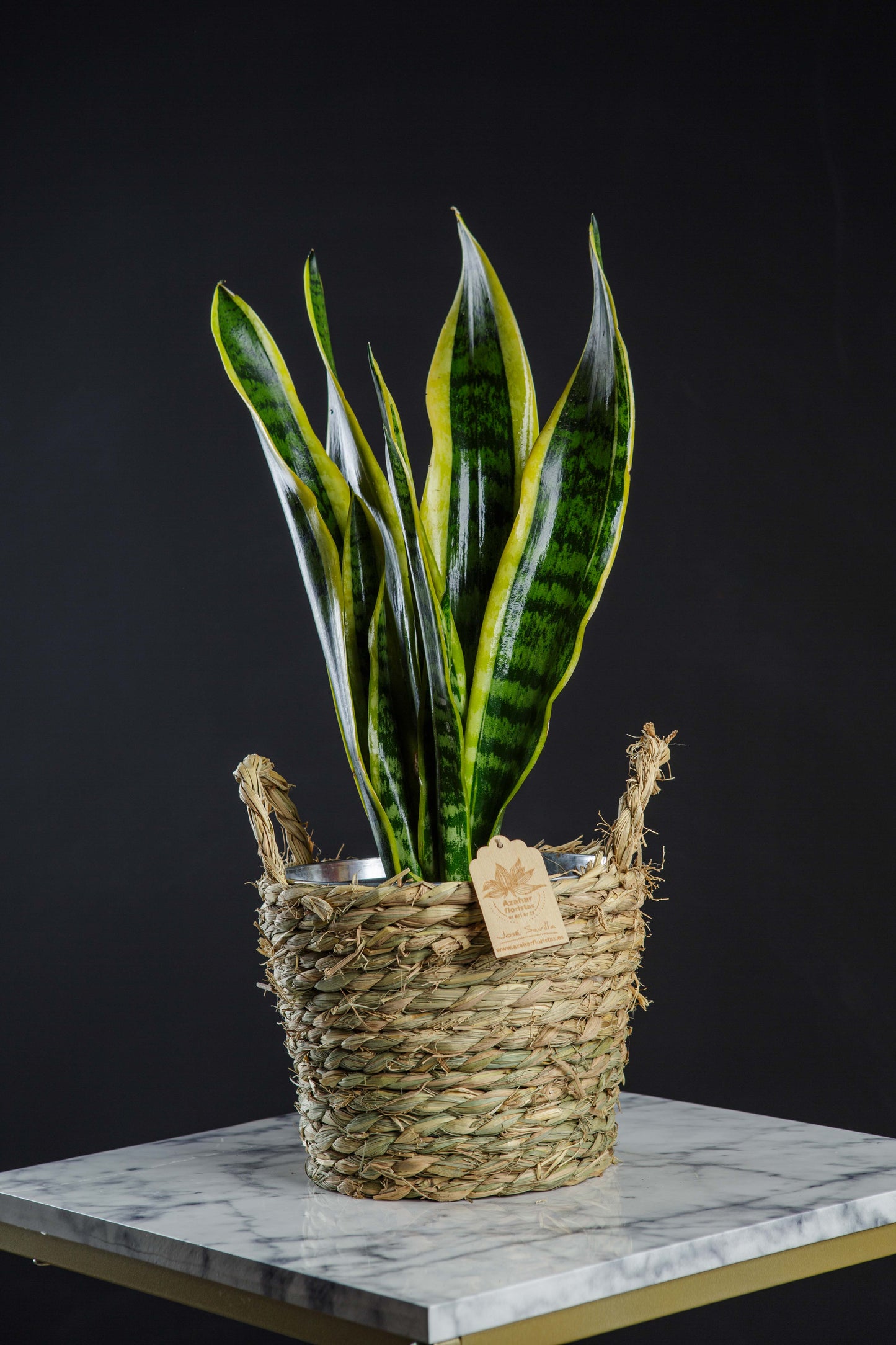 Planta Sansevieria (lengua de suegra) de interior | Azahar Floristas, floristería en San Martín de Valdeiglesias