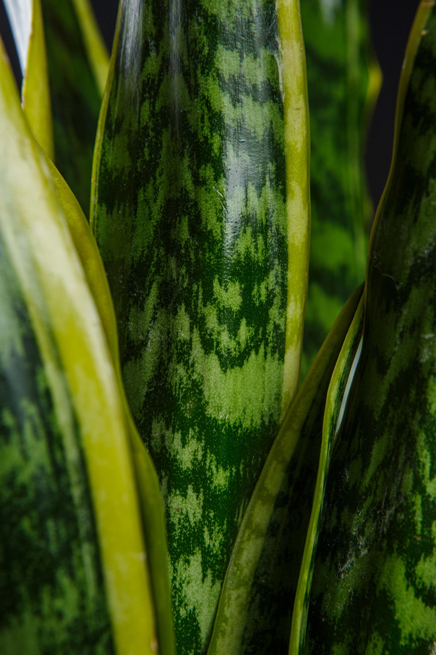 Sansevieria