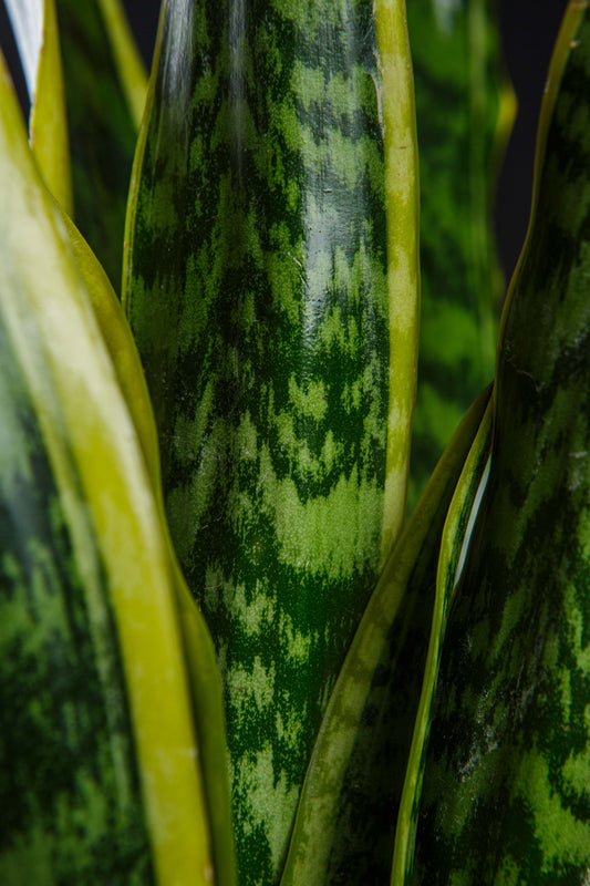 Sansevieria