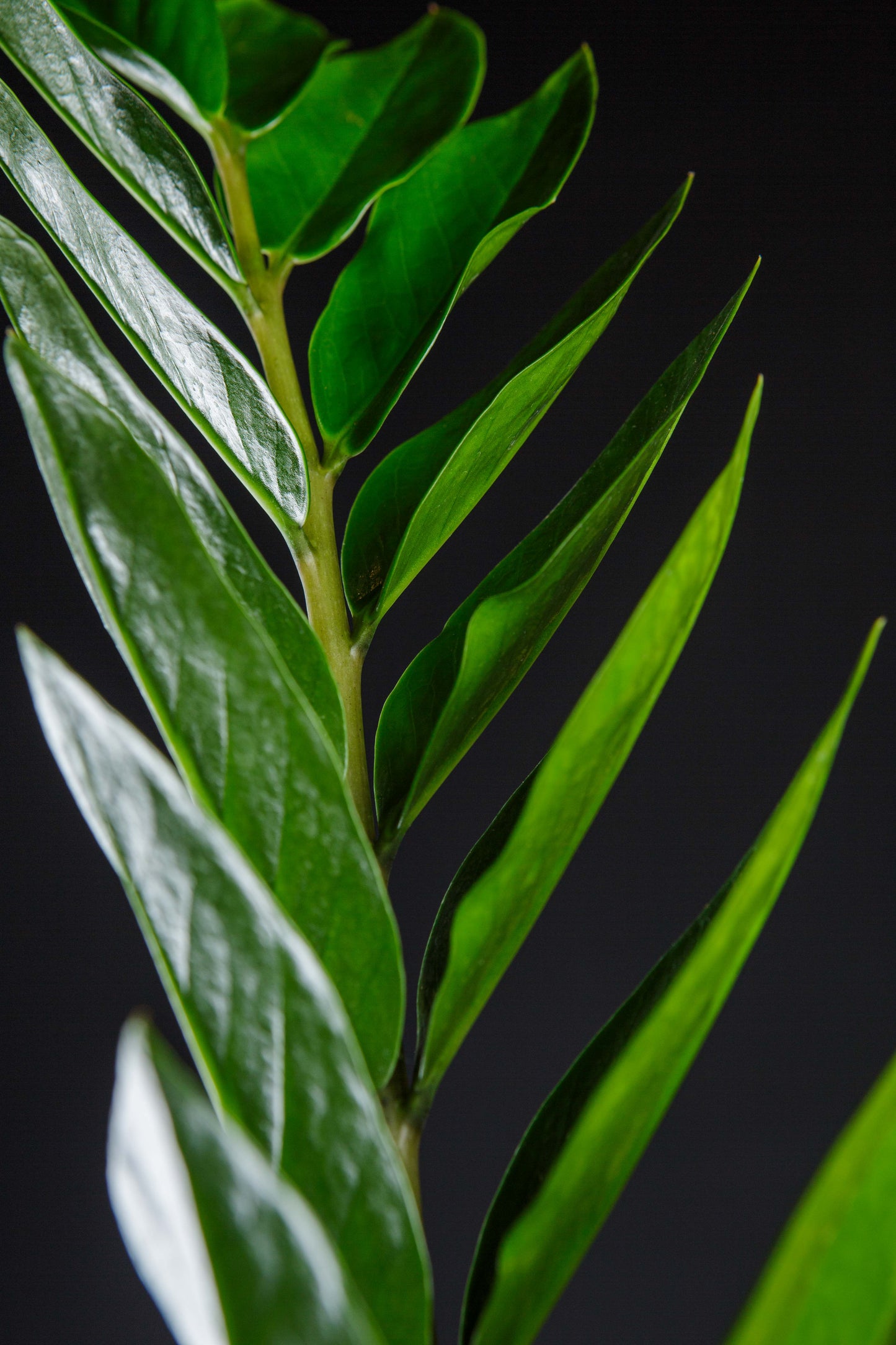 Zamioculca