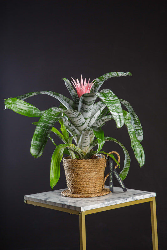 Aechmea