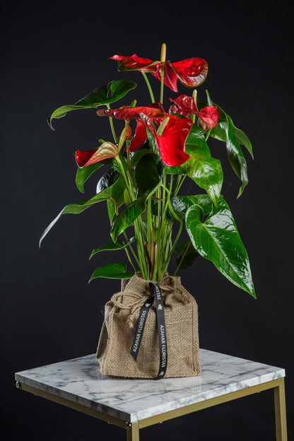 anthurium rojo precio Anthurium Rojo