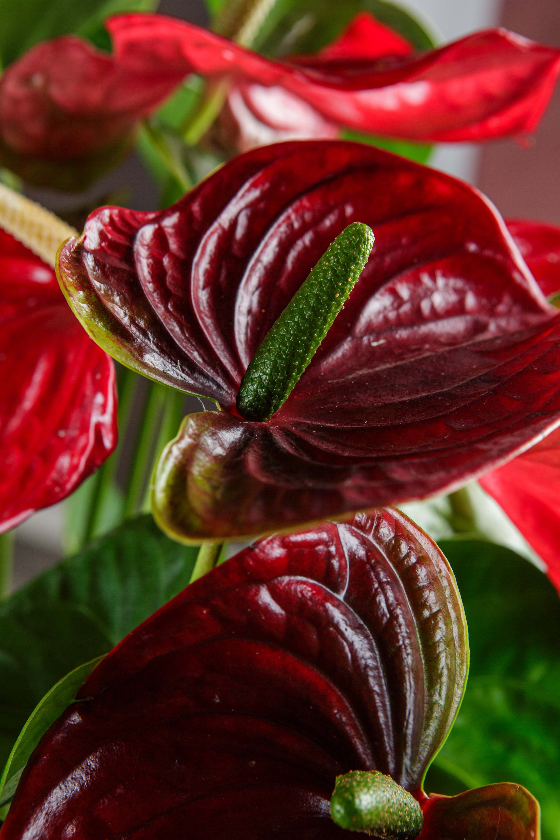 anthurium rojo precio Anthurium Rojo