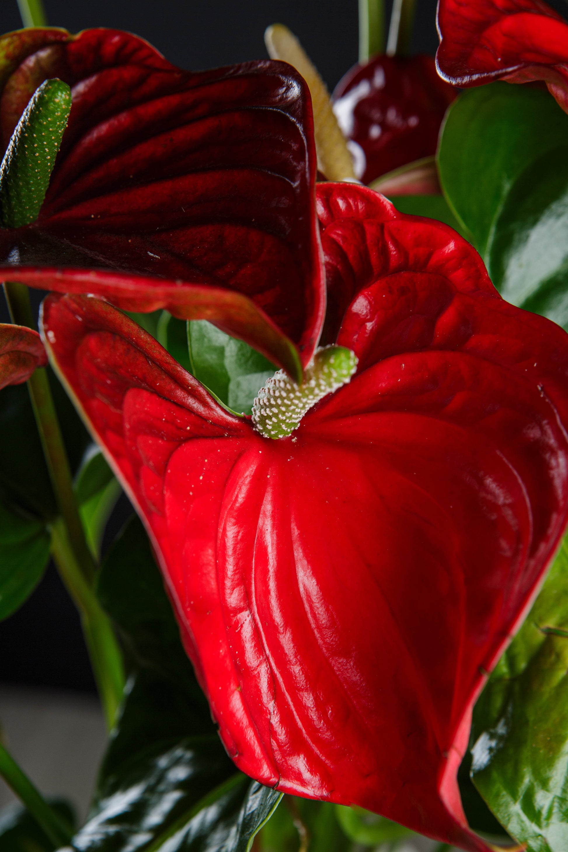 anthurium al por mayor Anthurium Rojo