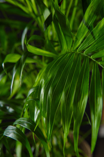 Chamaedorea