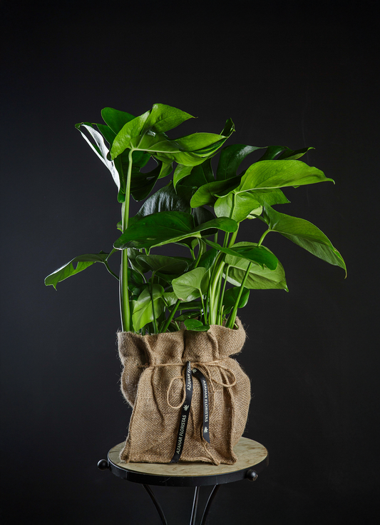 Monstera