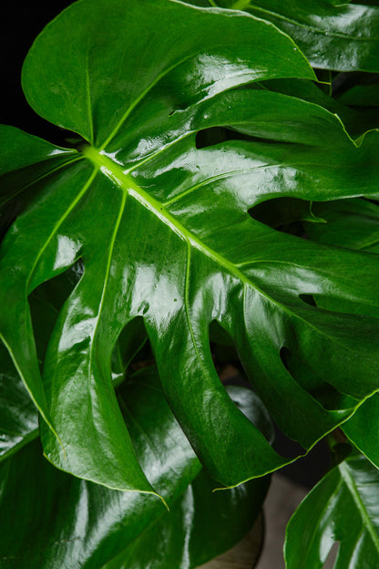 Monstera