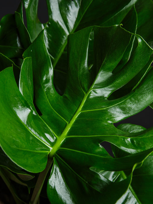 Monstera