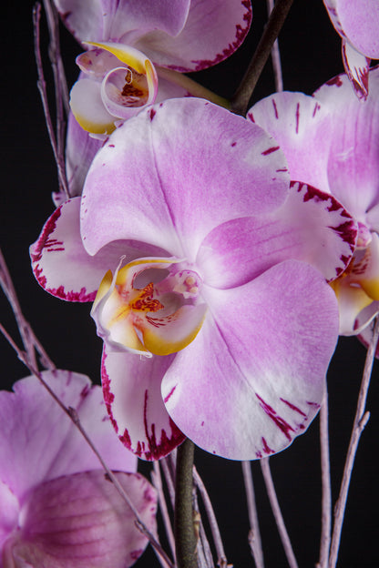 Orquídea natural