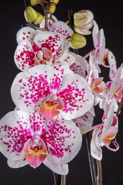 Orquídea natural