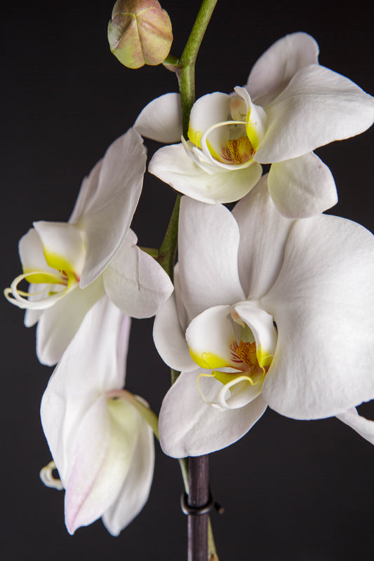 Orquídea natural