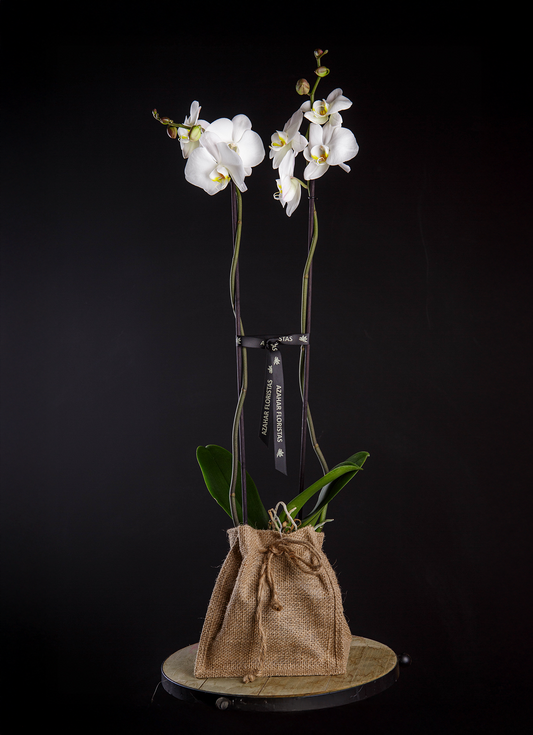 Orquídea natural